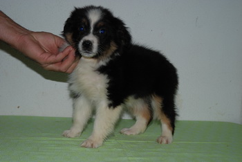 Australian Shepherd